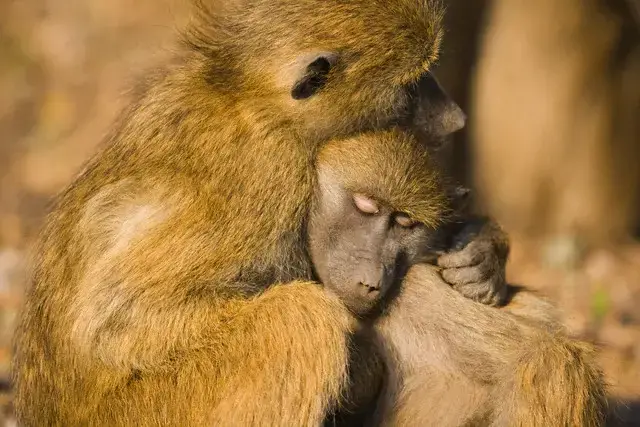 Peace Among Primates | Greater Good