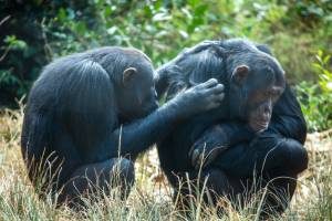What Chimps Can Teach Us About Male Friendships