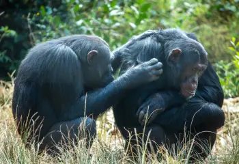 What Chimps Can Teach Us About Male Friendships