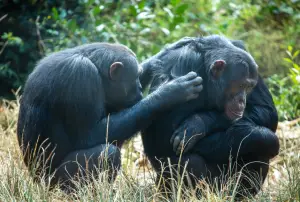 What Chimps Can Teach Us About Male Friendships