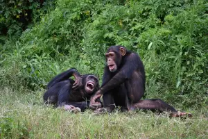 Are Chimps Less Likely to Steal From Friends?