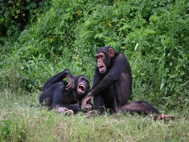 Are Chimps Less Likely to Steal From Friends?