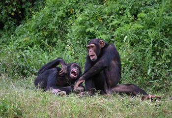 Are Chimps Less Likely to Steal From Friends?