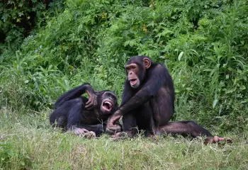 Are Chimps Less Likely to Steal From Friends?