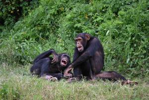 Are Chimps Less Likely to Steal From Friends?
