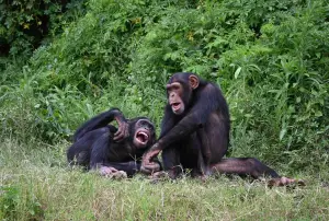 Are Chimps Less Likely to Steal From Friends?