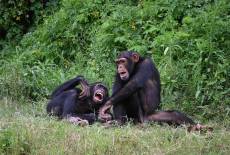 Are Chimps Less Likely to Steal From Friends?