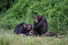 Are Chimps Less Likely to Steal From Friends?
