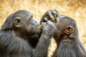 What Chimps Can Teach Us About Male Friendships