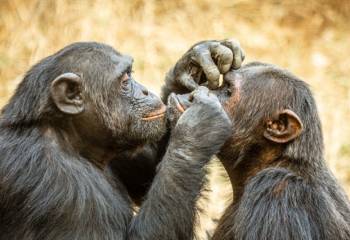 What Chimps Can Teach Us About Male Friendships