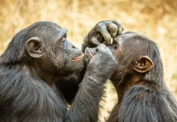 What Chimps Can Teach Us About Male Friendships