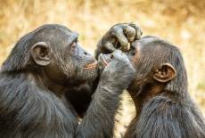What Chimps Can Teach Us About Male Friendships