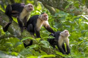 Three capuchin monkeys on a tree branch