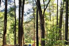 Two children walking in a forest with tall trees and sunlight