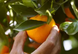 Hand picking an orange from a tree