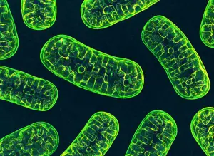 Illustration of mitochondria