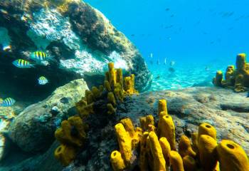 Can Awe Help Students Cope With Climate Change?