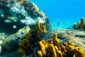 Under the ocean in St. Lucia