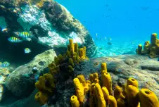Underwater shot of coral reef and fish in St. Lucia