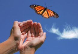 A pair of hands gently release a monarch butterfly into a clear blue sky with a small white cloud in the background.