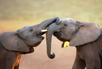 The Emotional Life of Animals—And What It Means for Us
