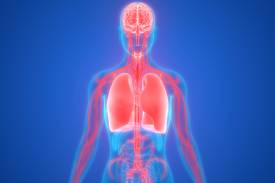 Can Consciousness Exist Without a Body?