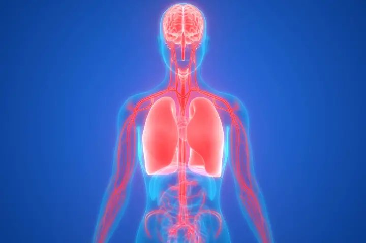 Can Consciousness Exist Without a Body?