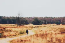 Person walking alone on a road through a field