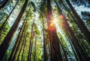 Why Trees Can Make You Happier