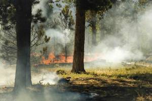 A forest fire and smoke with large trees in the foreground