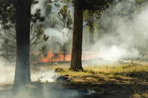 A forest fire and smoke with large trees in the foreground